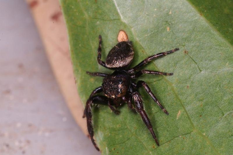 Euryattus_bleekeri_D7844_Z_89_North Stradbroke island_Australie.jpg